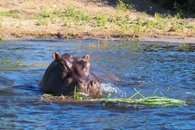 hippopotamus in water in a nature park in africa