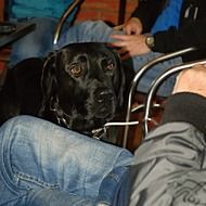 beautiful and cute Black dog with red Eyes