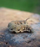 gray horned caterpillar, Butterfly Larva