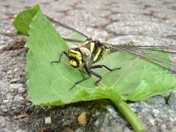 Black and yellow Dragonfly on a leaf