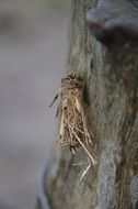 insect grubs in the twigs