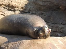 Sea Lion relaxes