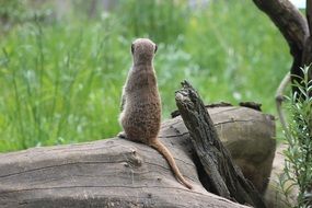 meerkat on a log among nature