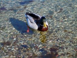 Wild duck in clear lake water