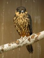 Falco Subbuteo is a small bird of prey