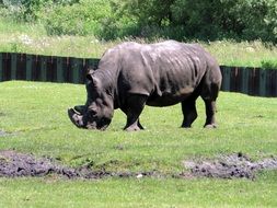 Rhino on lawn in Zoo, denmark, givskud