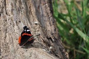 red and black butterfly on the tree trunk