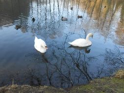 reflection of trees on a lake with waterfowl