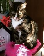 Cat Animal Sweet Cute