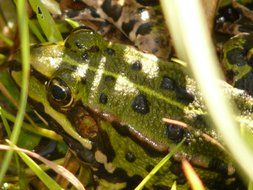 tree frog among green grass