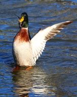 mallard spreading wings on the water