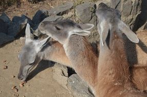 Wild cute animals