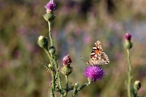 wild colored butterfly sitting on the thistle