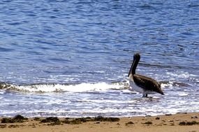 pelican stands in the water on the shore