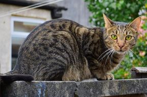 tabby cat with green eyes close-up on blurred background