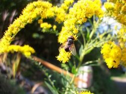 Macro photo of winged insect on a yellow fragrant flower