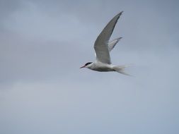 Tern bird in wildlife