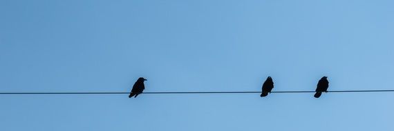 birds and power lines