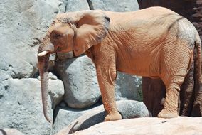 the elephant is on a big stone