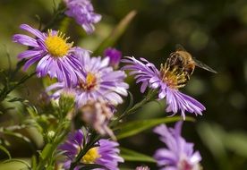 Hoverfly on purple asters