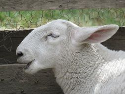 white domestic sheep
