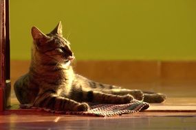 cute cat licking in the sun