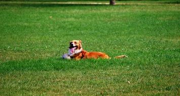 Dog Prato lies in the garden