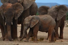 flock of african elephants