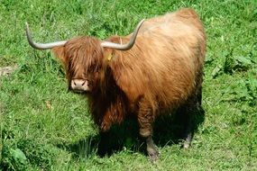 Cute, beautiful and colorful Highland cow on the grass