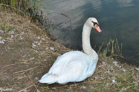 white swan lies by the lake