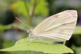 white butterfly on a green leaf in spring close-up on blurred background