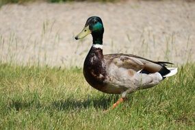cute gray duck on a green meadow