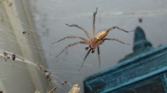 wild spider on the web