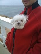 puppy basks in a jacket on a man