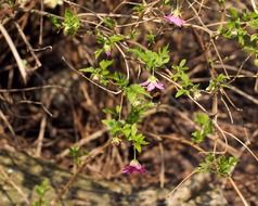 Hummel on a bush with small purple flowers