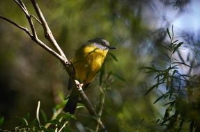 Yellow Breasted Robin