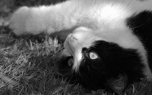 black and white cat is resting on the grass