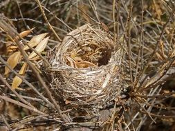 Nest Birds