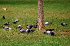 Wild flock of pigeons on a green lawn