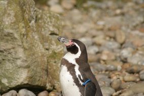 exotic Penguin or Spheniscidae bird