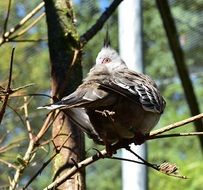 bird on a tree branch in nature