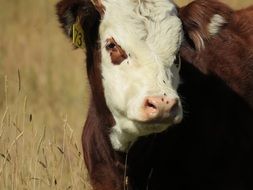 brown cow on the field with dry grass