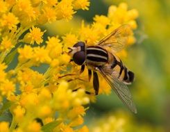 wasp on yellow macro photo