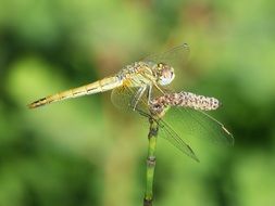 yellow dragonfly on a green branch