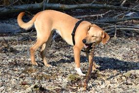 young brown dog outdoor