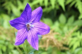 wonderful Violet Flower