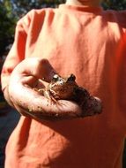 toad on a child’s hand