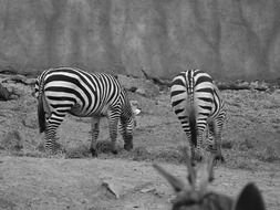 Zebra Zoo