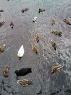 variety of birds on the pond