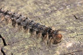 Eastern Caterpillar